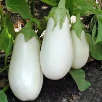 Купить Баклажан Бибо F1 белый