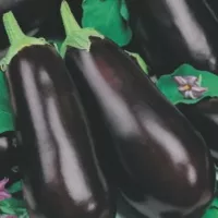 Купить семена Баклажан Фиолетовое чудо
