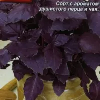 Купить семена Базилик Ереванский