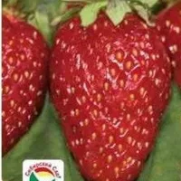 Купить Клубнику Королева Елизавета