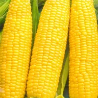 Купить Кукуруза Кубанская 148