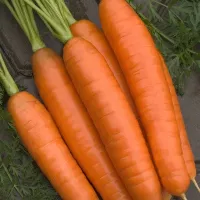 Купить семена Морковь Лосиноостровская 13 в гранулах