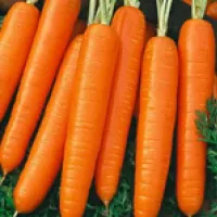 Купить семена Морковь Самсон в пакетах