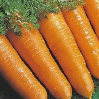 Купить Морковь Витаминная 6 на ленте