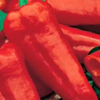 Купить Перец Джипси