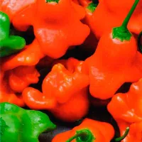 Купить Перец острый Звонок
