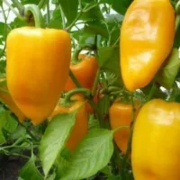 Kupte si semínka Pepper Lemon Miracle