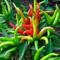 Купить семена Перец Медуза