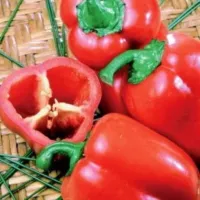 Kupte si semínka Medvídka Pú Pepper