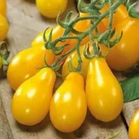 Купить семена томат Медовая капля