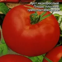Купить Томат Санька