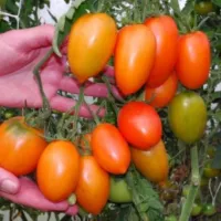Купить семена томат Южный загар