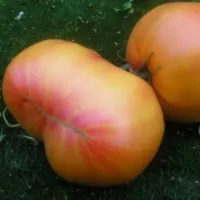 Купить томат Загадка природы