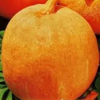 Купить тыкву Кустовая оранжевая