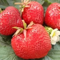 Купить землянику Максим ГигантеллаКупить землянику Максим Гигантелла