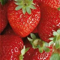 Купить клубнику Тристан