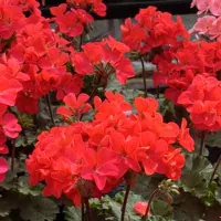 Купить Пеларгония карликовая Нано Скарлет
