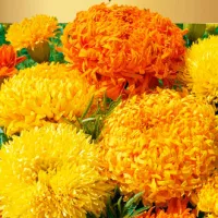 Купить семена Бархатцы Геркулес смесь