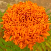 Купить семена Бархатцы Хризанта махровые