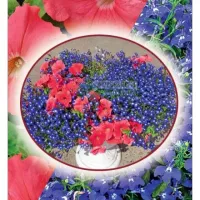 Купить Цветочная композиция Пасадобль (петуния и лобелия)