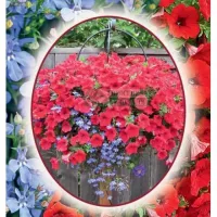 Купить семена Цветочная композиция Узорный Покров (петуния и лобелия)