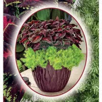 Купить семена Цветочная композиция Зеленый Фонтан (колеус и седум)