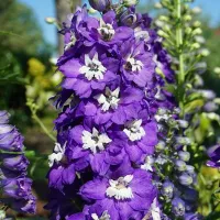 Купить Дельфиниум Мэджик Фонтэйнс Дарк Блю Вайт Би