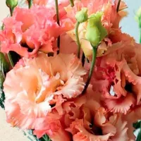 Купить семена Эустома Алисса абрикосовая F1 крупноцветковая