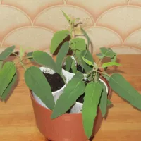 Купить Эвкалипт лимонный Флагман