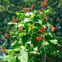 Купить Фасоль вьющаяся декоративная огненно-красная Победитель