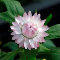 Купить Гелихризум Серебряная роза