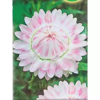 Купить Гелихризум Серебряная роза