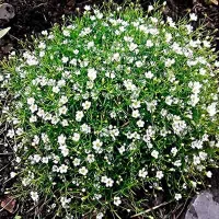 Гипсофила многолетняя ползучая Белая