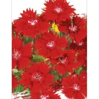 Купить Гвоздика травянка карминно красная Аллегория