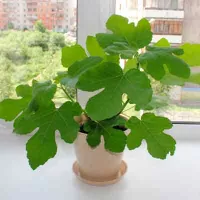 Купить семена Инжир садовый