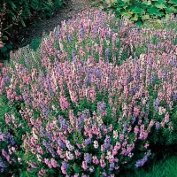 Купить Иссоп Дачный лекарь