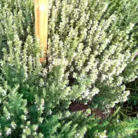 Купить Иссоп лекарственный белый в ландшафтном дизайне