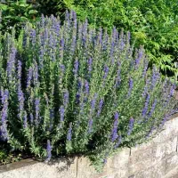 Купить Иссоп лекарственный Голубой в ландшафтном дизайне