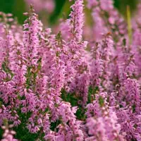 Купить Иссоп лекарственный розовый