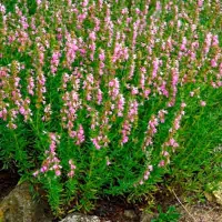 Купить Иссоп лекарственный розовый