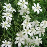 Купить Семена Клематис белый Шестилепестный