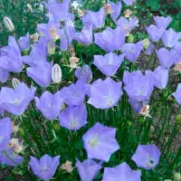 Купить Колокольчик карпатский голубой многолетний