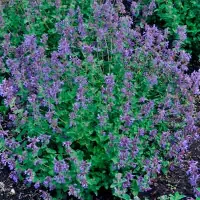 Купить Котовник Кошечка