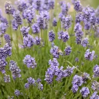 Купить Лаванда Сиреневый туман