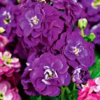 Купить Левкой (маттиола) Фиолетовый карликовый