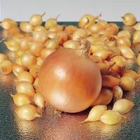 Лук Золотистый Семко