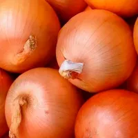 Лук Золотистый Семко