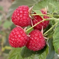 Купить Малина Киржач
