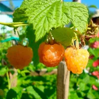 Купить Малина Золотые купола