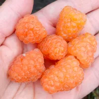 Купить Малина Золотые купола